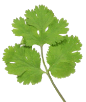Cilantro Bunch image