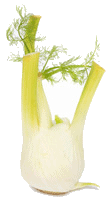 Fennel Bulb image