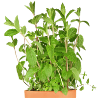 Mint Bunch image