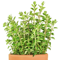 Oregano Bunch image