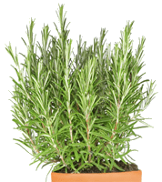 Rosemary Bunch image