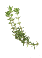 Bunch of Thyme image