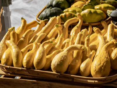 Yellow Squash image